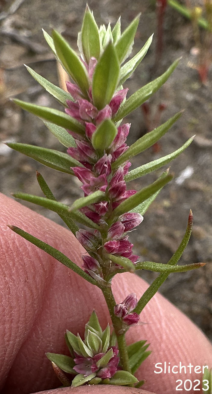Kellogg's Knotweed: Polygonum polygaloides ssp. kellogii (Synonyms: Polygonum kelloggii, Polygonum minutissimum, Polygonum unifolium)