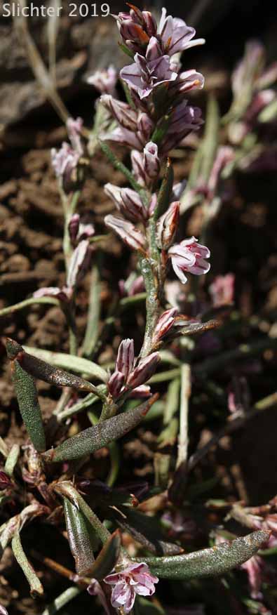 Fall Knotwed, Spurry Knotweed: Polygonum spergulariaeforme (Synonyms: Polygonum douglasii ssp. spergulariiforme, Polygonum spergulariaeforme)