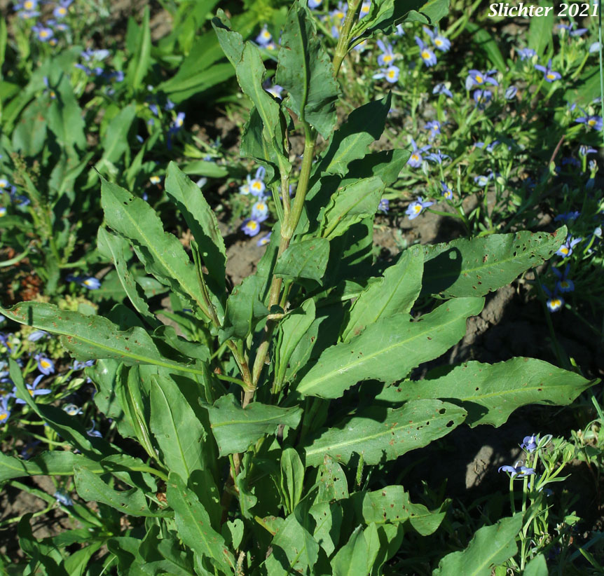 Curly Dock, Sour Dock, Yellow Dock: Rumex crispus (Synonyms: Lapathum crispum, Rumex crispus ssp. crispus)