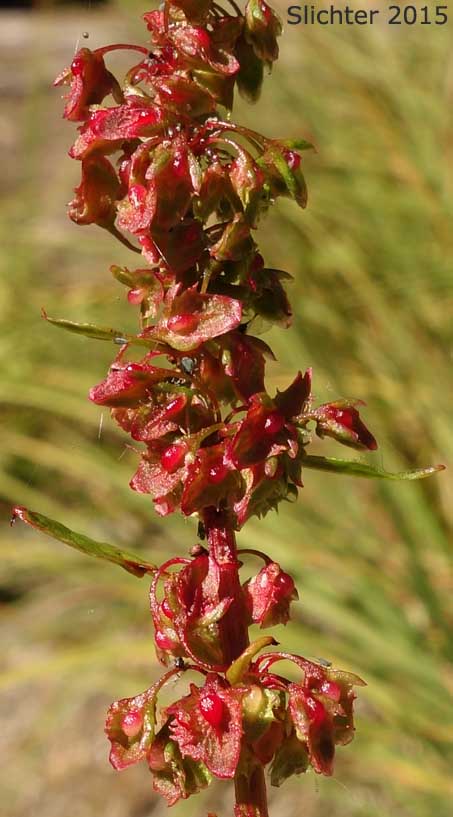 Bitter Dock: Rumex obtusifolius (Synonyms: Acetosa oblongifolia, Rumex crispatulus, Rumex obtusifolius ssp. agrestis, Rumex obtusifolius ssp. sylvestris, Rumex obtusifolius var. sylvestris, Rumex rugelii)