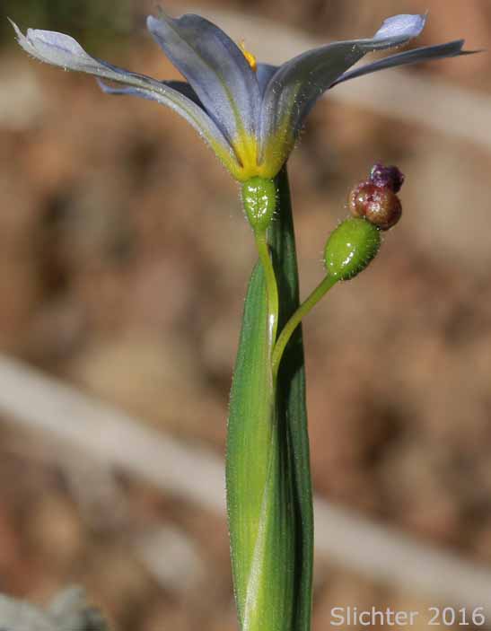 Mountain Blue-eyed Grass, Pale Blue-eyed Grass, Suksdorf's Blue-eyed Grass: Sisyrinchium sarmentosum (Synonym: Sisyrinchium angustifolium)