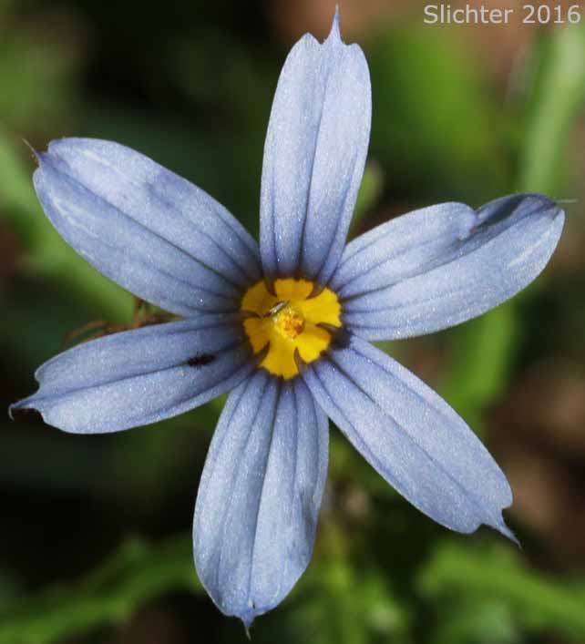 Mountain Blue-eyed Grass, Pale Blue-eyed Grass, Suksdorf's Blue-eyed Grass: Sisyrinchium sarmentosum (Synonym: Sisyrinchium angustifolium)