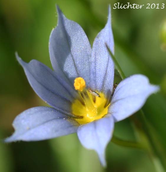 Mountain Blue-eyed Grass, Pale Blue-eyed Grass, Suksdorf's Blue-eyed Grass: Sisyrinchium sarmentosum (Synonym: Sisyrinchium angustifolium)