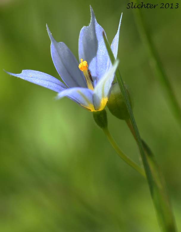Mountain Blue-eyed Grass, Pale Blue-eyed Grass, Suksdorf's Blue-eyed Grass: Sisyrinchium sarmentosum (Synonym: Sisyrinchium angustifolium)