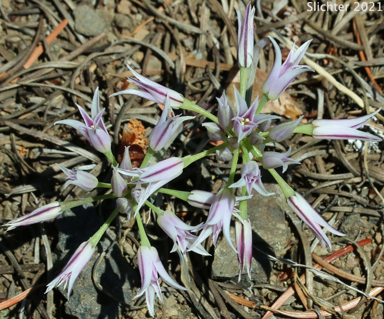 Hooker's Onion, Tapertip Onion: Allium acuminatum