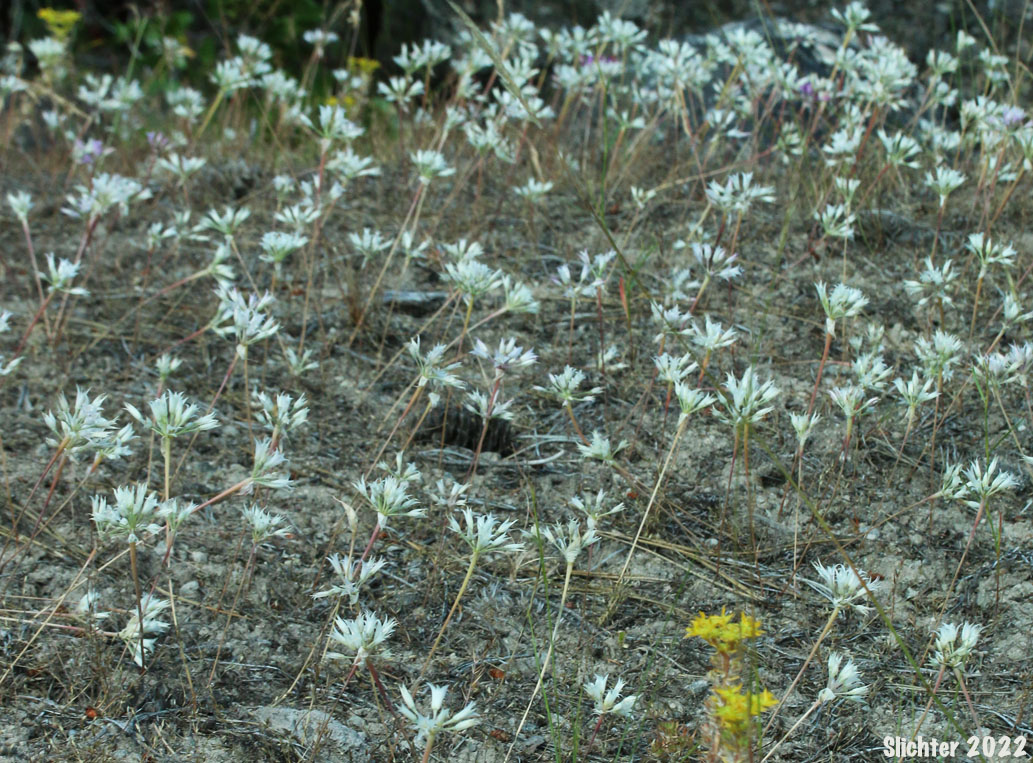Hooker's Onion, Tapertip Onion: Allium acuminatum