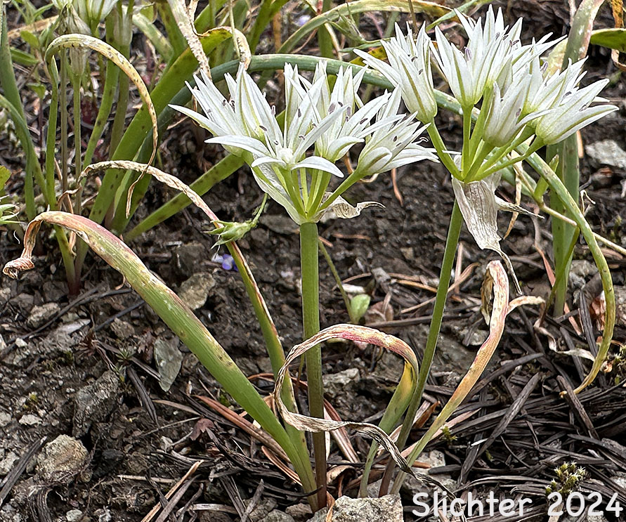 Olympic Onion, Scalloped Onion: Allium crenulatum (Synonyms: Allium cascadense, Allium vancouverense, Allium watsonii)