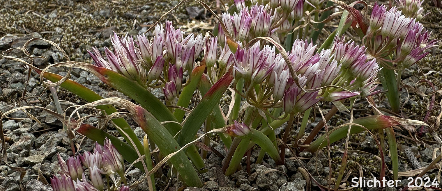 Olympic Onion, Scalloped Onion: Allium crenulatum (Synonyms: Allium cascadense, Allium vancouverense, Allium watsonii)