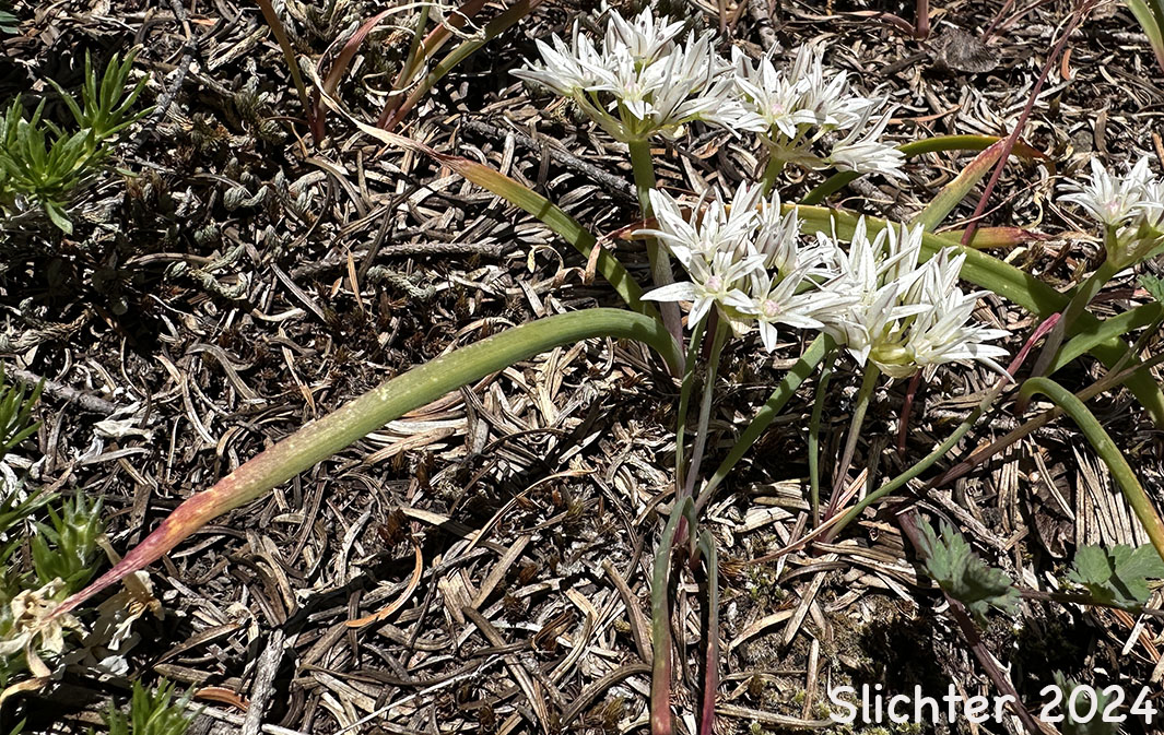 Olympic Onion, Scalloped Onion: Allium crenulatum (Synonyms: Allium cascadense, Allium vancouverense, Allium watsonii)