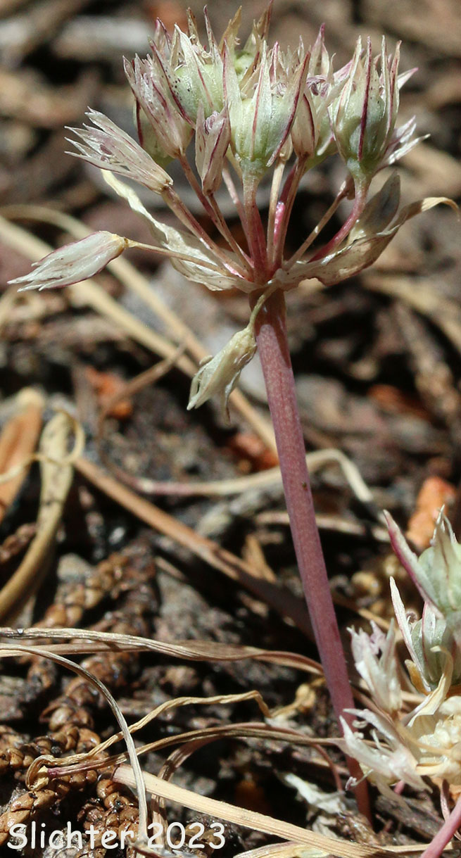 Olympic Onion, Scalloped Onion: Allium crenulatum (Synonyms: Allium cascadense, Allium vancouverense, Allium watsonii)
