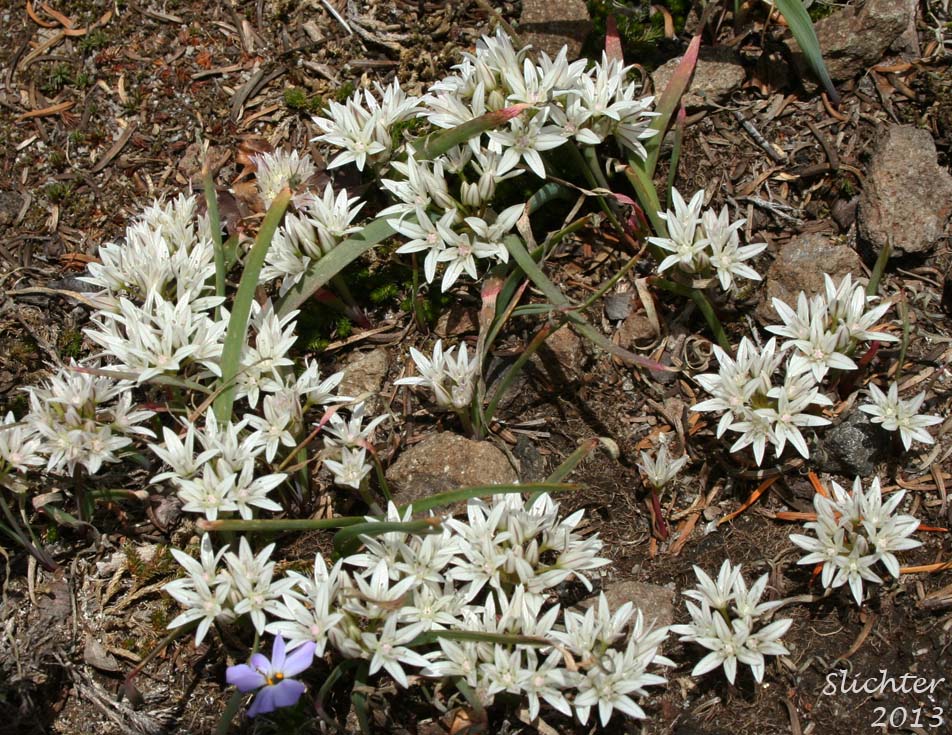 Olympic Onion, Scalloped Onion: Allium crenulatum (Synonyms: Allium cascadense, Allium vancouverense, Allium watsonii)