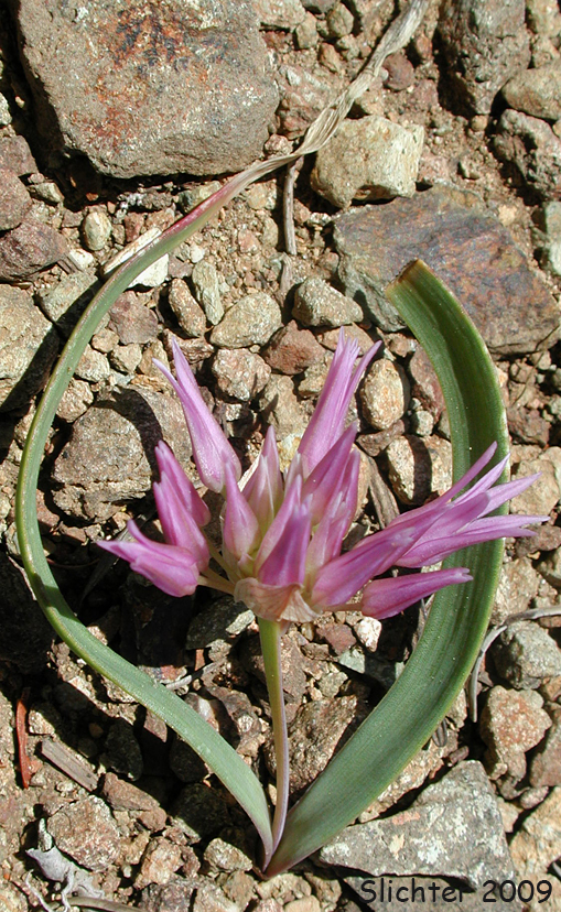 Sickle-leaved Onion: Allium falcifolium