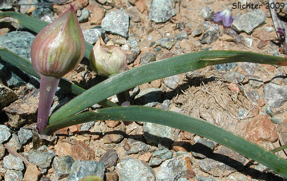 Sickle-leaved Onion: Allium falcifolium