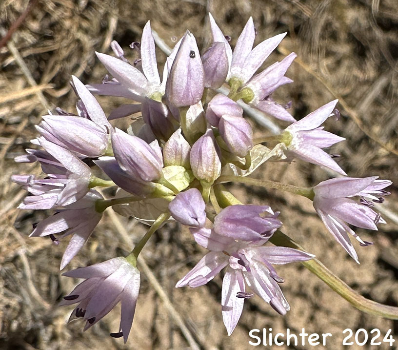 Nevius' Garlic, Nevius' Onion: Allium douglasii var. nevii (Synonym: Allium nevii var. nevii)