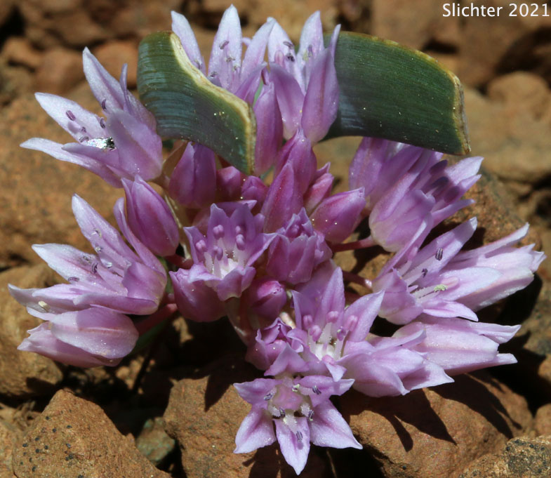 Siskiyou Onion: Allium siskiyouense