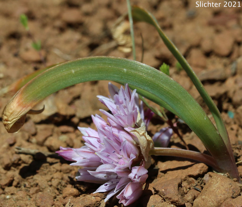 Siskiyou Onion: Allium siskiyouense
