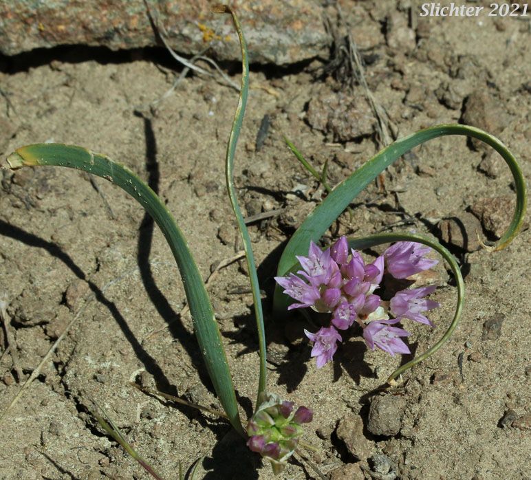 Siskiyou Onion: Allium siskiyouense
