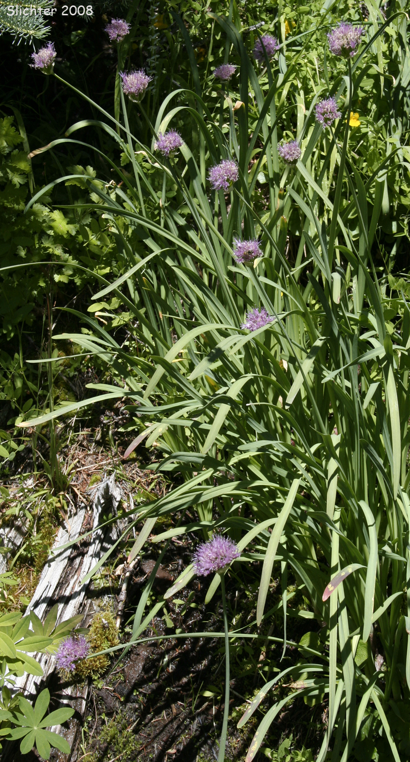 Swamp Onion: Allium validum