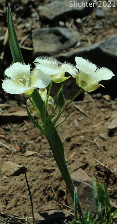 Cascade Mariposa Lily, Cat's-ear, Mountain Mariposa Lily, Subalpine Mariposa Lily: Calochortus subalpinus (Synonym: Calochortus lobbii)