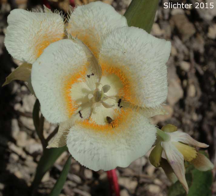 Cascade Mariposa Lily, Cat's-ear, Mountain Mariposa Lily, Subalpine Mariposa Lily: Calochortus subalpinus (Synonym: Calochortus lobbii)