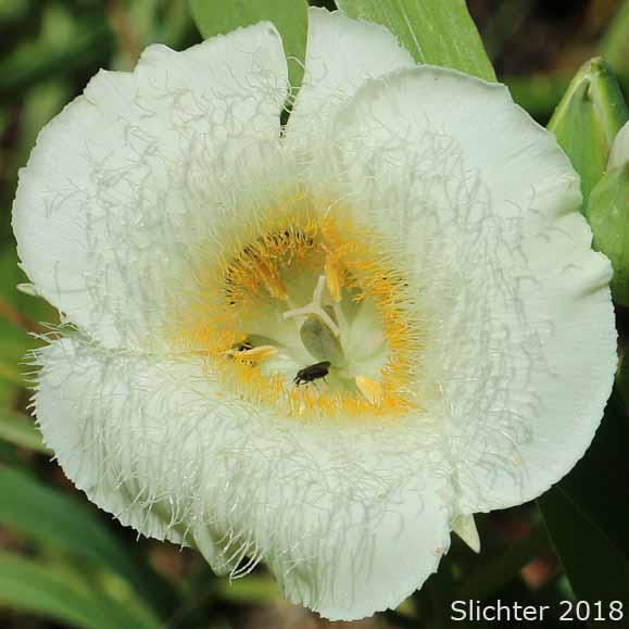 Cascade Mariposa Lily, Cat's-ear, Mountain Mariposa Lily, Subalpine Mariposa Lily: Calochortus subalpinus (Synonym: Calochortus lobbii)