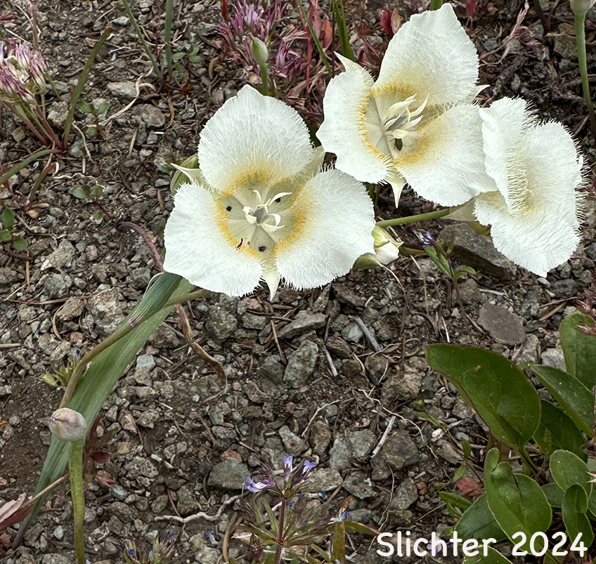 Cascade Mariposa Lily, Cat's-ear, Mountain Mariposa Lily, Subalpine Mariposa Lily: Calochortus subalpinus (Synonym: Calochortus lobbii)