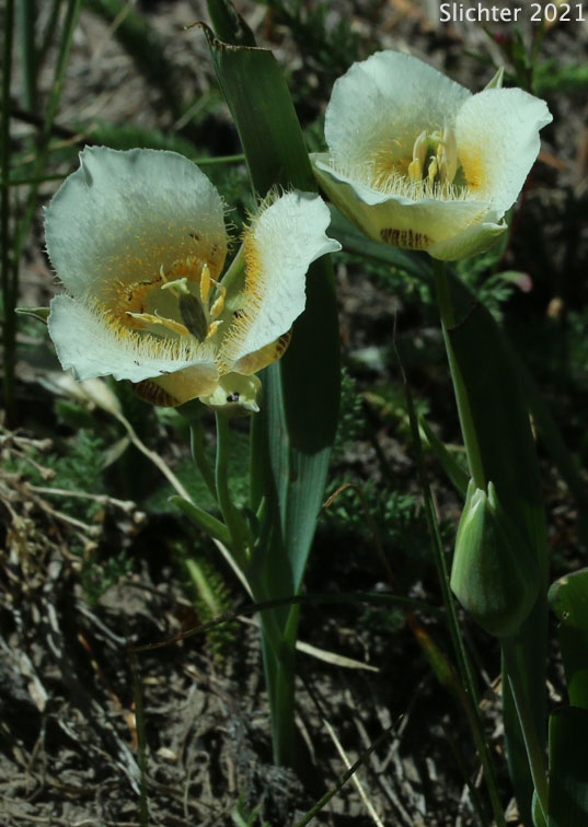Cascade Mariposa Lily, Cat's-ear, Mountain Mariposa Lily, Subalpine Mariposa Lily: Calochortus subalpinus (Synonym: Calochortus lobbii)