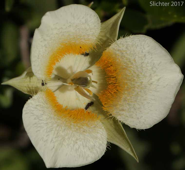 Cascade Mariposa Lily, Cat's-ear, Mountain Mariposa Lily, Subalpine Mariposa Lily: Calochortus subalpinus (Synonym: Calochortus lobbii)