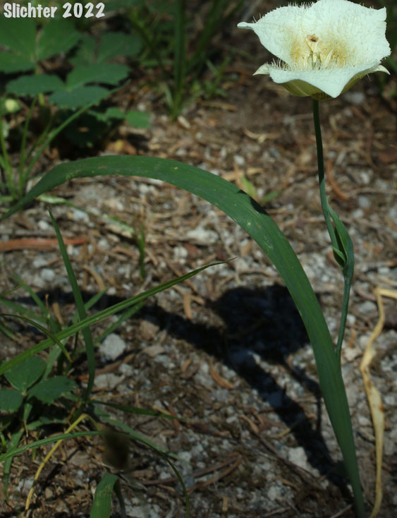 Cascade Mariposa Lily, Cat's-ear, Mountain Mariposa Lily, Subalpine Mariposa Lily: Calochortus subalpinus (Synonym: Calochortus lobbii)