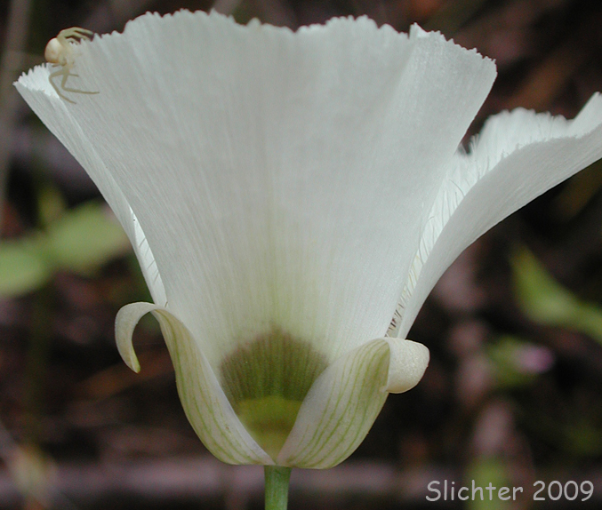 Umpqua Mariposa, Umpqua Mariposa Lily: Calochortus umpquaensis