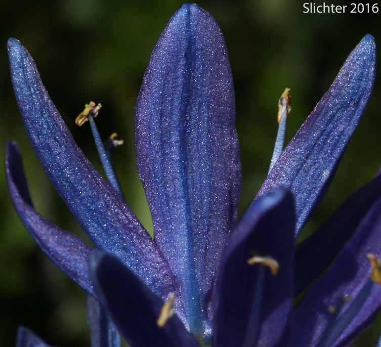 Flower of Common Camas: Camassia quamash ssp. maxima (Synonym: Camassia quamash var. maxima)
