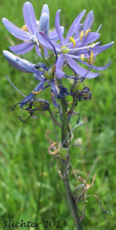 Common Camas: Camassia quamash ssp. quamash (Synonyms: Camassia quamash ssp. teapeae, Camassia quamash var. quamash)