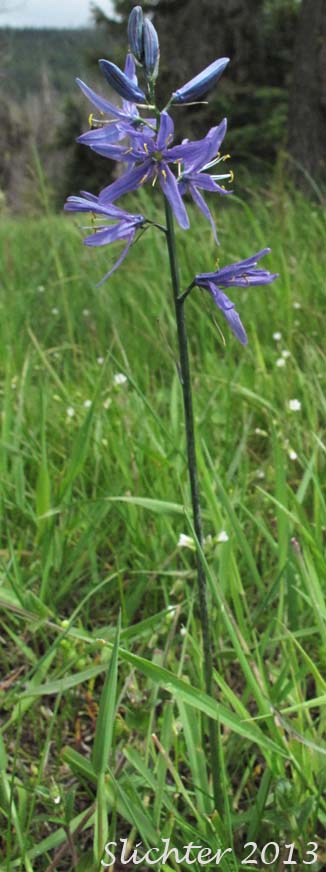 Common Camas: Camassia quamash ssp. quamash (Synonyms: Camassia quamash ssp. teapeae, Camassia quamash var. quamash)