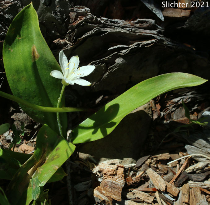 Bead Lily, Bride's Bonnet, Queen's Cup: Clintonia uniflora (Synonyms: Smilacina borealis var. uniflora, Smilacina uniflora)