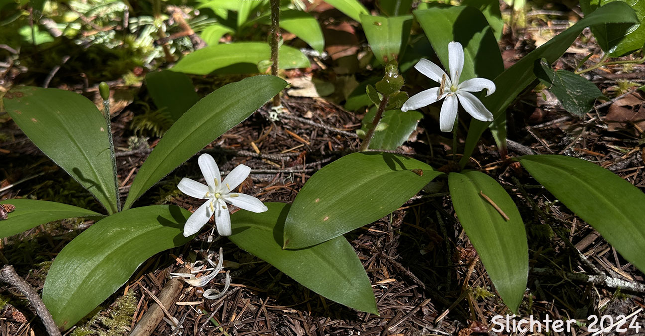 Bead Lily, Bride's Bonnet, Queen's Cup: Clintonia uniflora (Synonyms: Smilacina borealis var. uniflora, Smilacina uniflora)