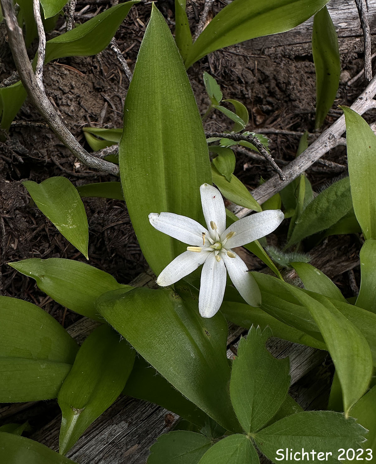 Bead Lily, Bride's Bonnet, Queen's Cup: Clintonia uniflora (Synonyms: Smilacina borealis var. uniflora, Smilacina uniflora)