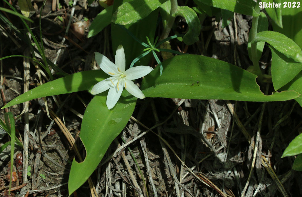 Bead Lily, Bride's Bonnet, Queen's Cup: Clintonia uniflora (Synonyms: Smilacina borealis var. uniflora, Smilacina uniflora)