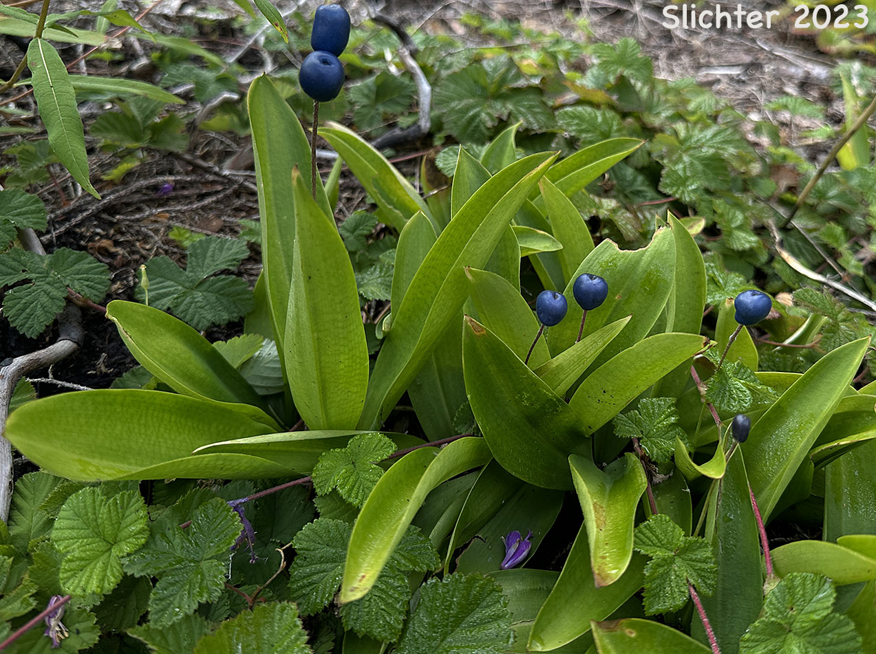 Blue fruits of Bead Lily, Bride's Bonnet, Queen's Cup: Clintonia uniflora (Synonyms: Smilacina borealis var. uniflora, Smilacina uniflora)