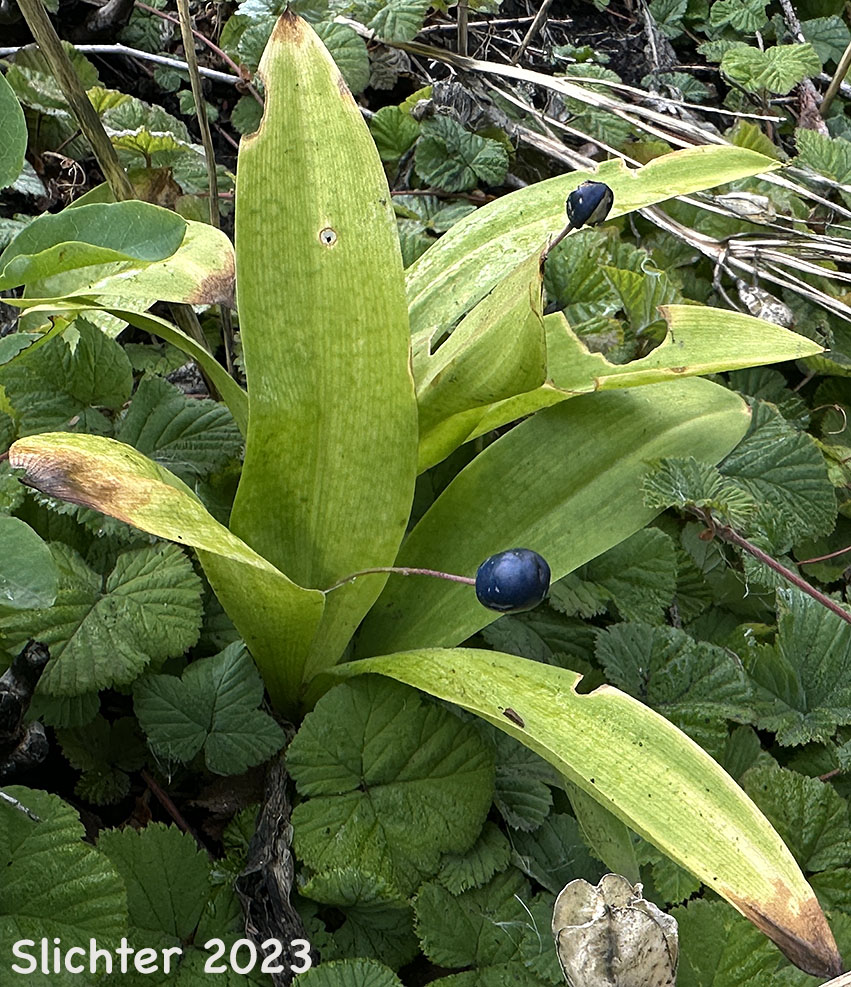 Blue fruits of Bead Lily, Bride's Bonnet, Queen's Cup: Clintonia uniflora (Synonyms: Smilacina borealis var. uniflora, Smilacina uniflora)