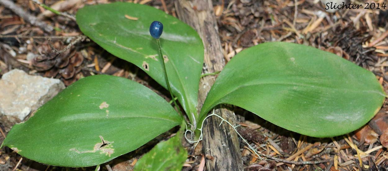 Bead Lily, Bride's Bonnet, Queen's Cup: Clintonia uniflora (Synonyms: Smilacina borealis var. uniflora, Smilacina uniflora)