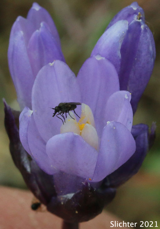 Bluedicks: Dipterostemon capitatus ssp. capitatus (Synonyms: Brodiaea capitata, Brodiaea pulchella, Dichelostemma capitatum ssp. capitatum, Dichelostemma pulchellum)