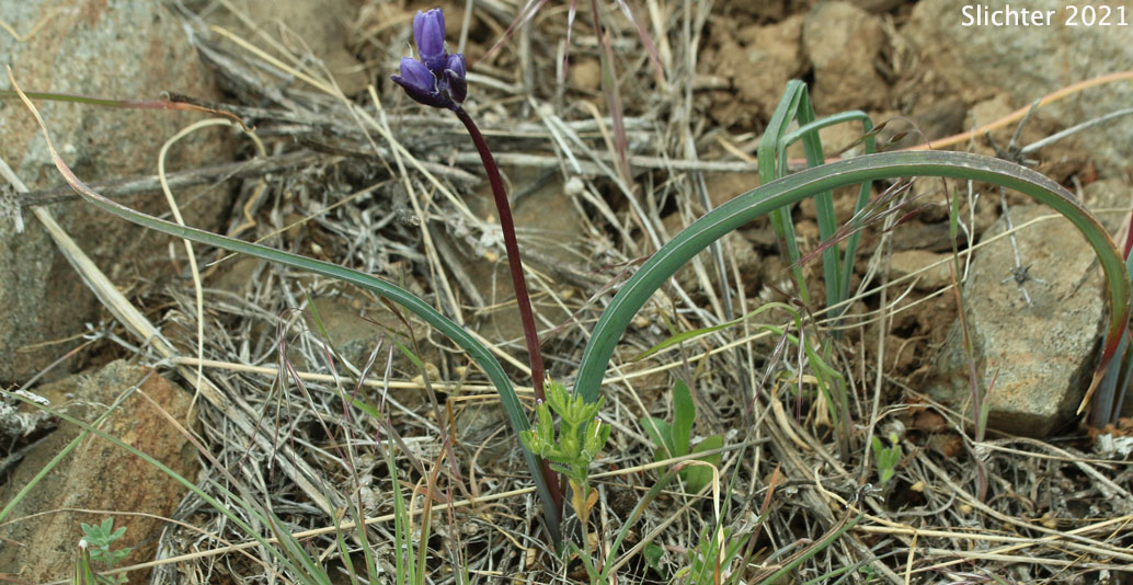 Bluedicks: Dipterostemon capitatus ssp. capitatus (Synonyms: Brodiaea capitata, Brodiaea pulchella, Dichelostemma capitatum ssp. capitatum, Dichelostemma pulchellum)