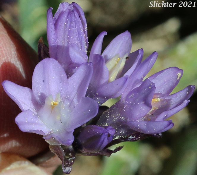 Bluedicks: Dipterostemon capitatus ssp. capitatus (Synonyms: Brodiaea capitata, Brodiaea pulchella, Dichelostemma capitatum ssp. capitatum, Dichelostemma pulchellum)