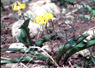Glacier Lily, Glacier-lily, Pale-anthered Glacier Lily, Pale-anthered Glacier-lily, Yellow Fawn-lily: Erythronium grandiflorum var. pallidum