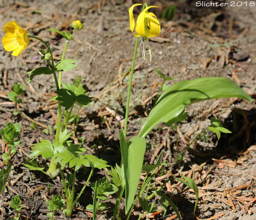 Glacier Lily, Glacier-lily, Pale-anthered Glacier Lily, Pale-anthered Glacier-lily, Yellow Fawn-lily: Erythronium grandiflorum var. pallidum