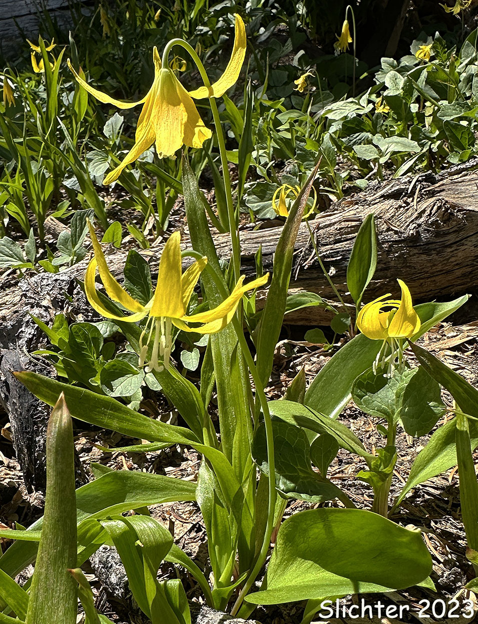 Glacier Lily, Glacier-lily, Pale-anthered Glacier Lily, Pale-anthered Glacier-lily, Yellow Fawn-lily: Erythronium grandiflorum var. pallidum