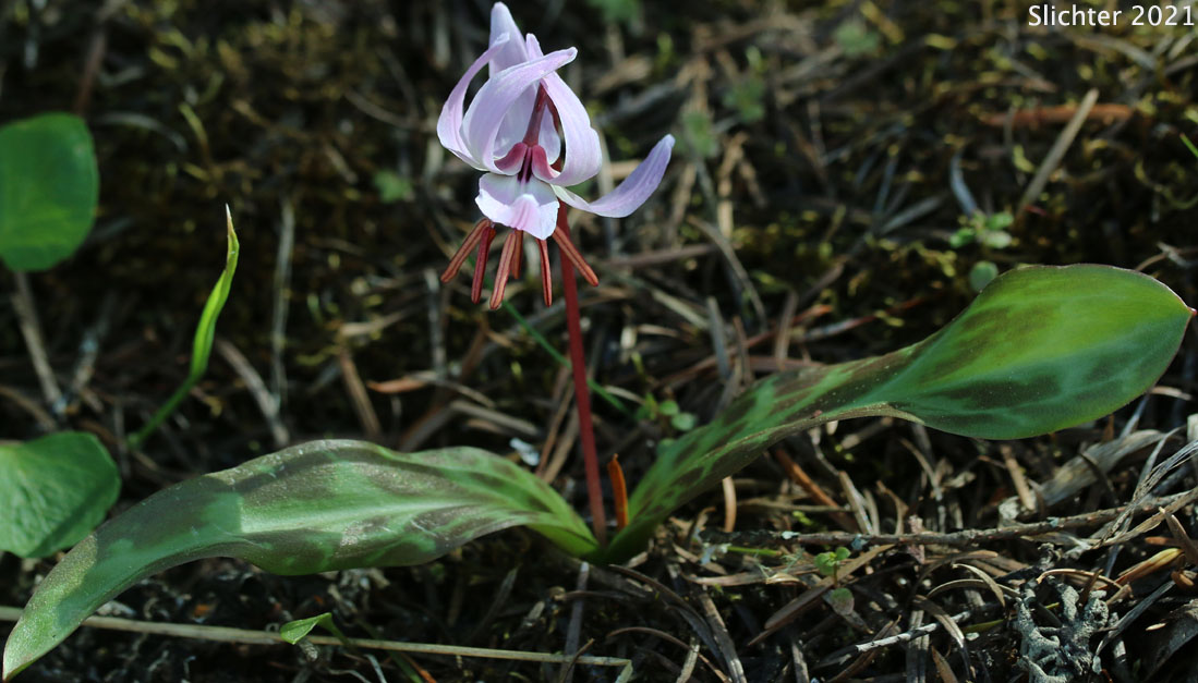 Henderson's Fawnlily, Henderson's Fawn-lily: Erythronium hendersonii