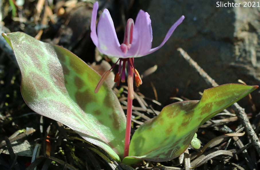 Henderson's Fawnlily, Henderson's Fawn-lily: Erythronium hendersonii