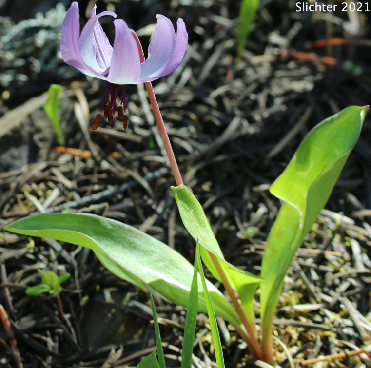 Henderson's Fawnlily, Henderson's Fawn-lily: Erythronium hendersonii