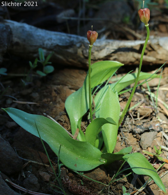 Klamath Adder's Tongue, Klamath Fawnlily: Erythronium klamathense